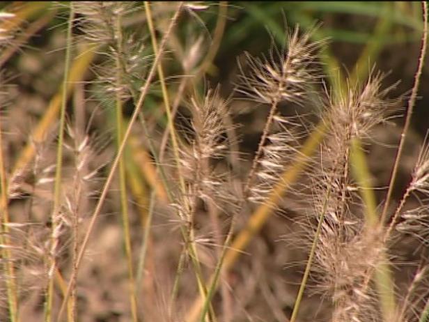 dwarf fountain grass is colorful ornamental grass dwarf fountain grass is colorful ornamental grass