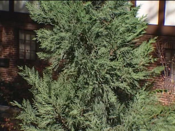 Emerald isle leyland cypress is pyramid conifer Emerald isle leyland cypress is pyramid conifer
