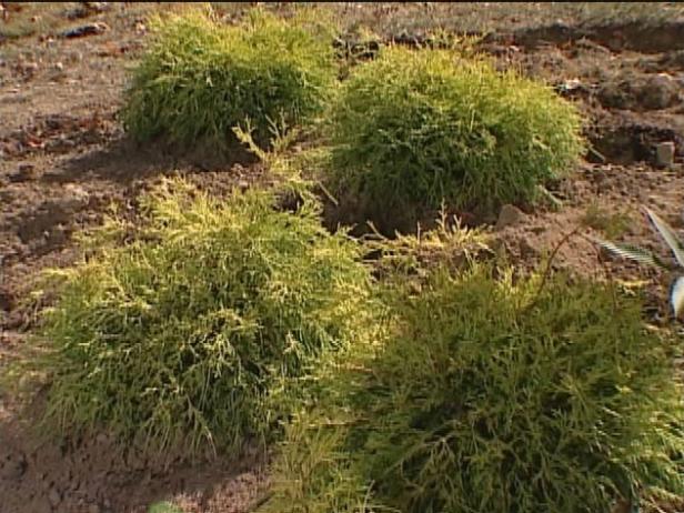 gold mop chamaecyparis is mounded conifer gold mop chamaecyparis is mounded conifer
