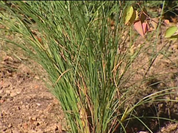 maiden grass is an upright ornamental grass maiden grass is an upright ornamental grass