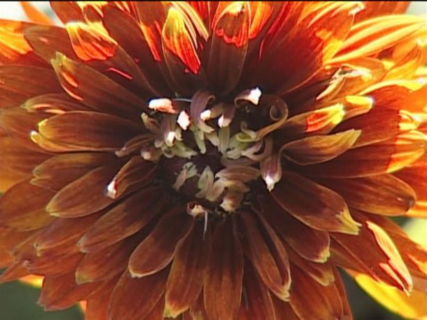 cherokee sunset gloriosa daisy has bronze flowers cherokee sunset gloriosa daisy has bronze flowers