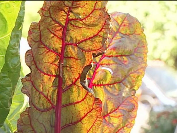 ornamental chard is often grown for color ornamental chard is often grown for color