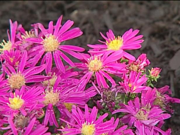 aster is a native, fall blooming perennial aster is a native, fall blooming perennial