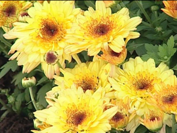 garden spotlight is early fall blooming mum garden spotlight is early fall blooming mum