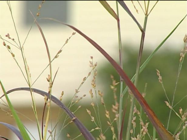 heavy metal switch grass has blue foliage heavy metal switch grass has blue foliage