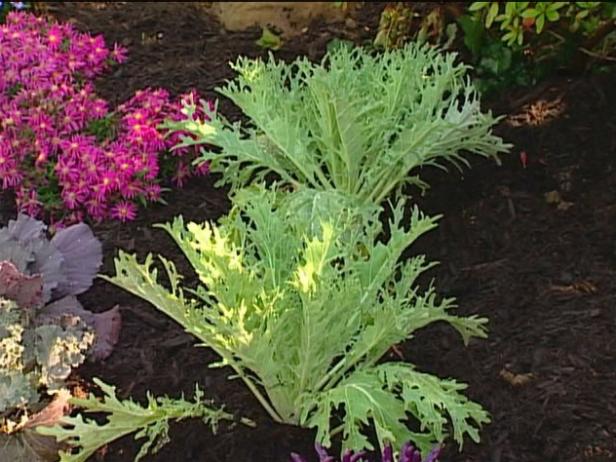 ornamental kale and cabbage have colorful foliage ornamental kale and cabbage have colorful foliage