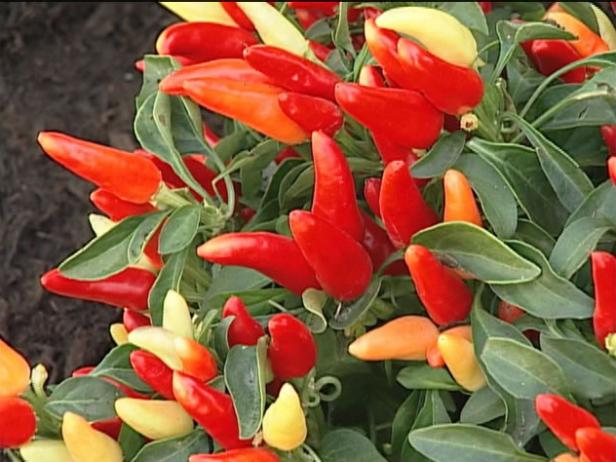 ornamental peppers has edible colorful peppers ornamental peppers has edible colorful peppers