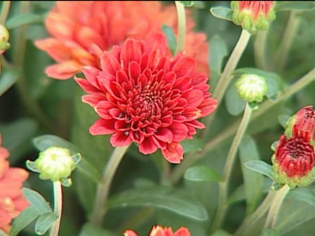 tabitha is mum with burgandy or rust flowers tabitha is mum with burgandy or rust flowers