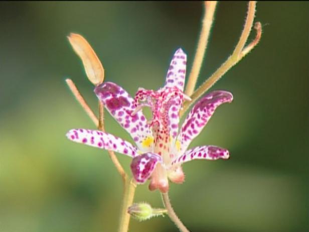 empress toad lily has white orchid like flowers empress toad lily has white orchid like flowers