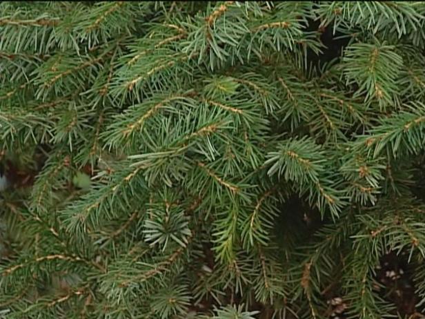 dwarf serbian spruce is dwarf conical evergreen dwarf serbian spruce is dwarf conical evergreen