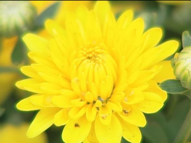 garden mum comes in a variety of fall colors garden mum comes in a variety of fall colors