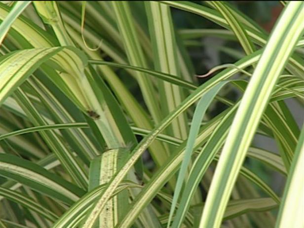 variegated maiden grass can be invasive variegated maiden grass can be invasive