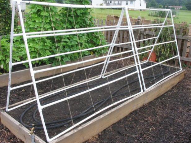 Malabar spinach is a climbing plant that can reach 8' to 10' in height. Purchase or construct a support on which the plant can climb and place it in the garden site.