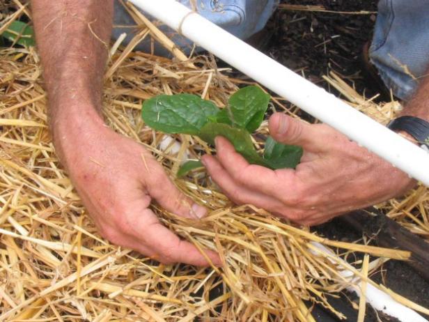Add Straw Mulch to Seedlings Place straw mulch around plants.