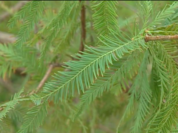 bald cypress is tall, upright pyramidal conifer bald cypress is tall, upright pyramidal conifer