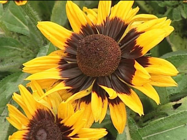 sonora gloriosa daisy is yellow daisy like flower sonora gloriosa daisy is yellow daisy like flower