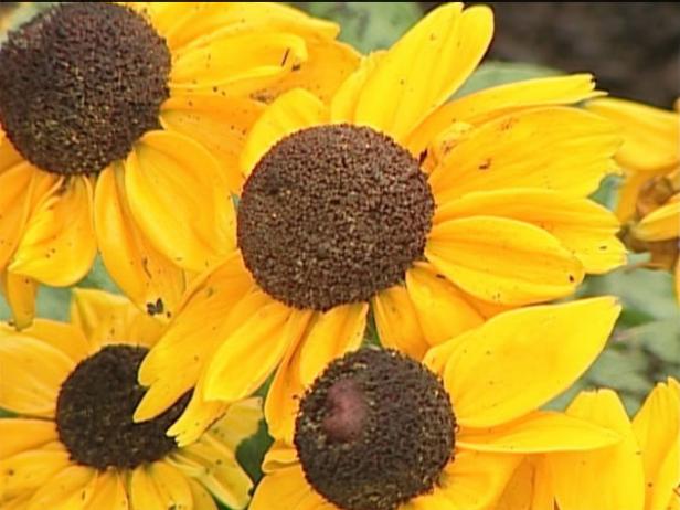 black eyed susan is a short lived perennial black eyed susan is a short lived perennial