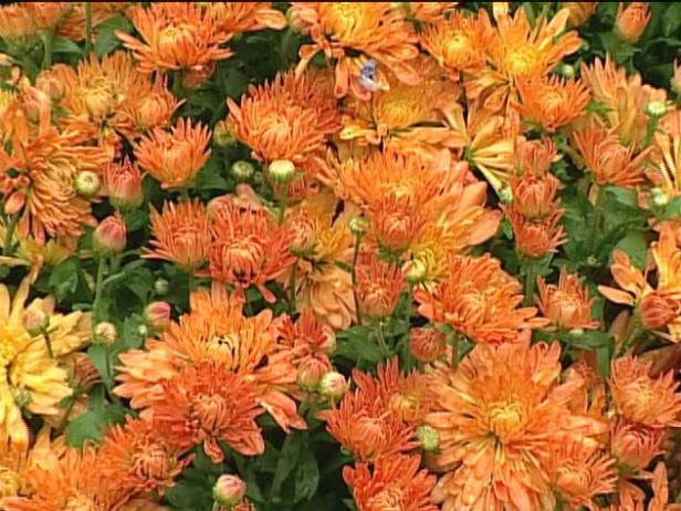 denise garden mum is a fall blooming annual denise garden mum is a fall blooming annual