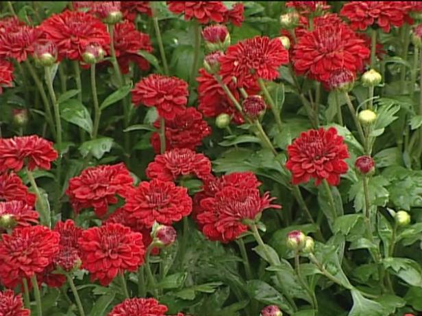 foxy valerie garden mum is a fall blooming annual foxy valerie garden mum is a fall blooming annual