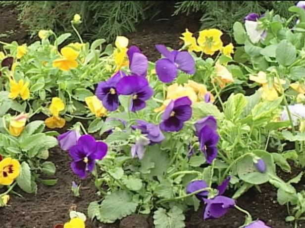 pansies are often grown as winter annuals pansies are often grown as winter annuals