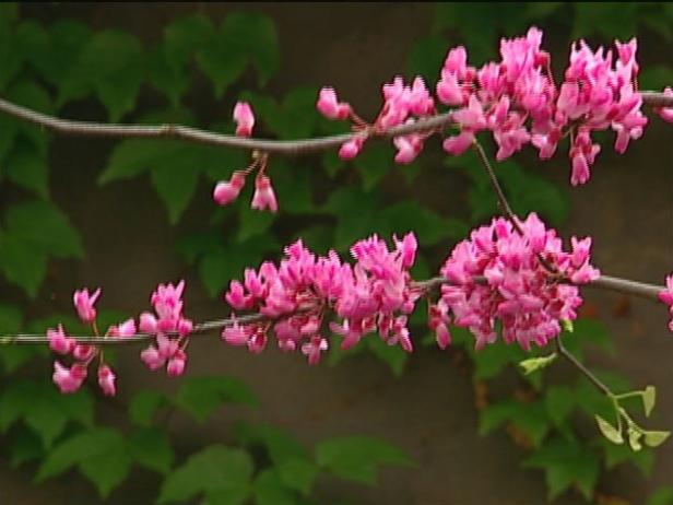 eastern redbud is noted for spring blooms eastern redbud is noted for spring blooms