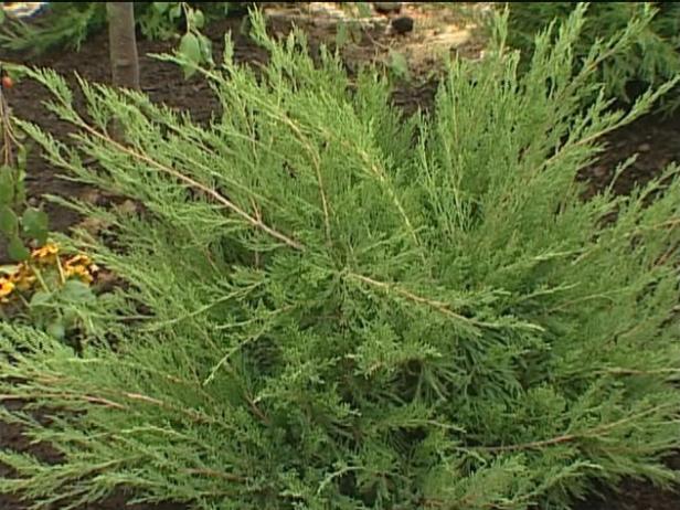 sea green juniper is a spreading evergreen shrub sea green juniper is a spreading evergreen shrub