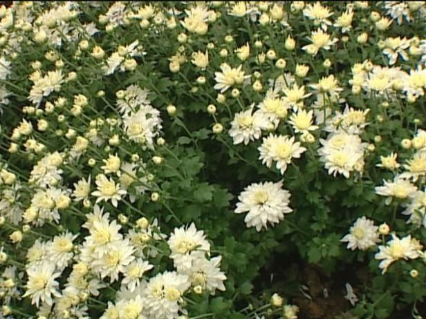 alexis garden mum is grown as fall bloomer alexis garden mum is grown as fall bloomer