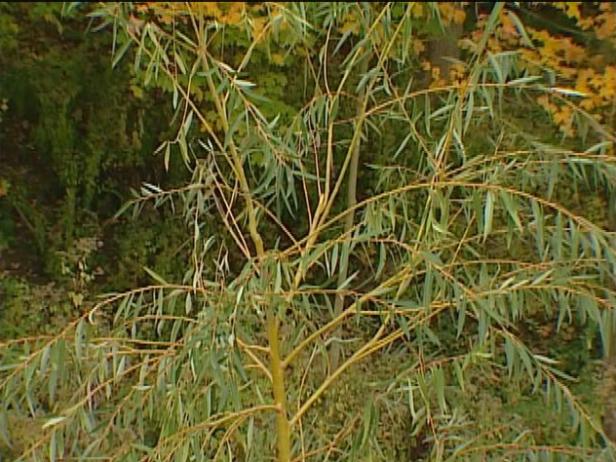 weeping willow has wispy silver blue branches weeping willow has wispy silver blue branches