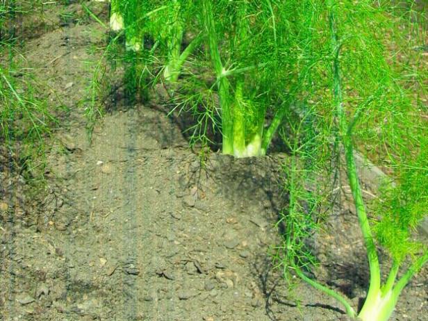 Harvest Sweet Florence Fennel Harvest Sweet Florence Fennel