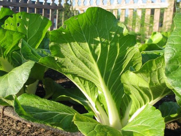 How To Grow Bok Choi How To Grow Bok Choi