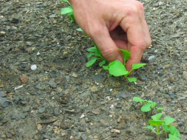 Water Bok Choi Sprouts in the Morning Keep Young Bok Choi Plants Watered