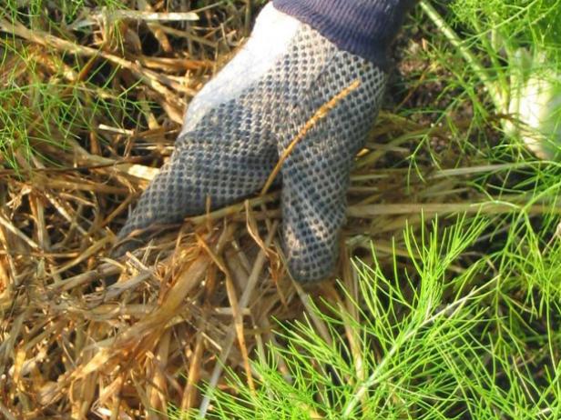 Mulch the plants with pine straw or other organic mulch to insulate the soil, maintain moisture and prevent weeds.