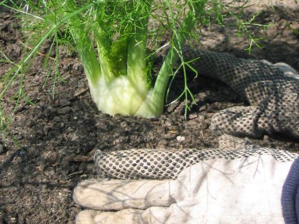 Florence Fennel soil should be kept evenly moist but not wet. Fennel grows best when it's provided with steady but moderate amounts of fertilizer.