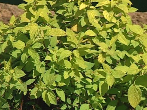 gold mound spirea is noted for golden foliage gold mound spirea is noted for golden foliage