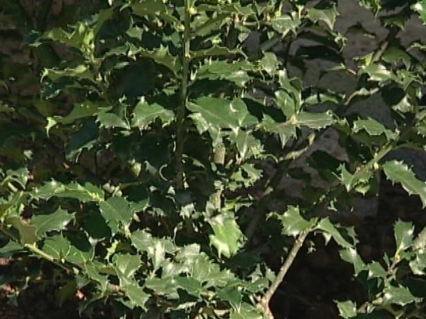 blue princess holly has abundant red fruit blue princess holly has abundant red fruit