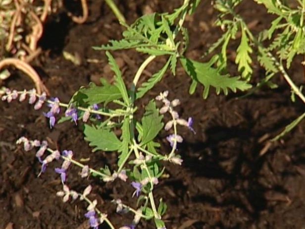 russian sage has silver foliage and showy flowers russian sage has silver foliage and showy flowers