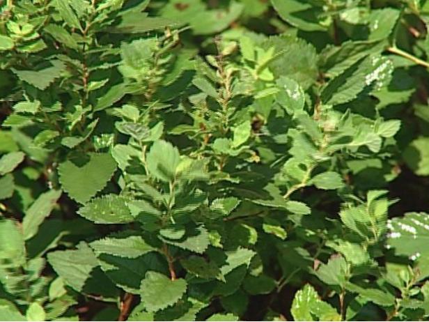 little princess spiraea is on invasive watch list little princess spiraea is on invasive watch list