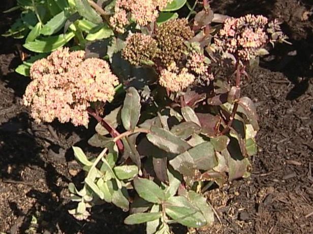 purple emperor stonecrop is deciduous perennial purple emperor stonecrop is deciduous perennial