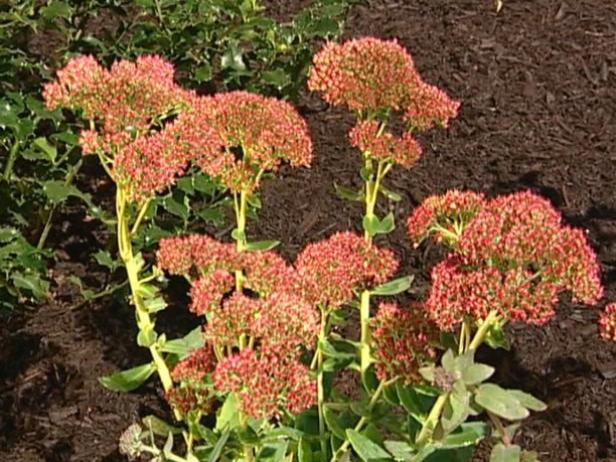 autumn joy stonecrop has succulent green foliage autumn joy stonecrop has succulent green foliage