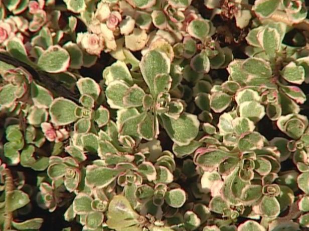 tricolor stonecrop is perennial groundcover tricolor stonecrop is perennial groundcover