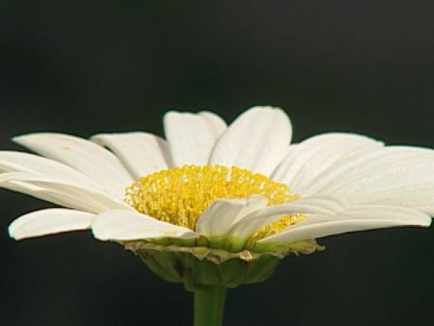 becky shasta daisy is herbaceous perennial becky shasta daisy is herbaceous perennial