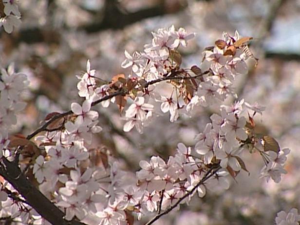 daybreak yoshino cherry has showy spring flowers daybreak yoshino cherry has showy spring flowers