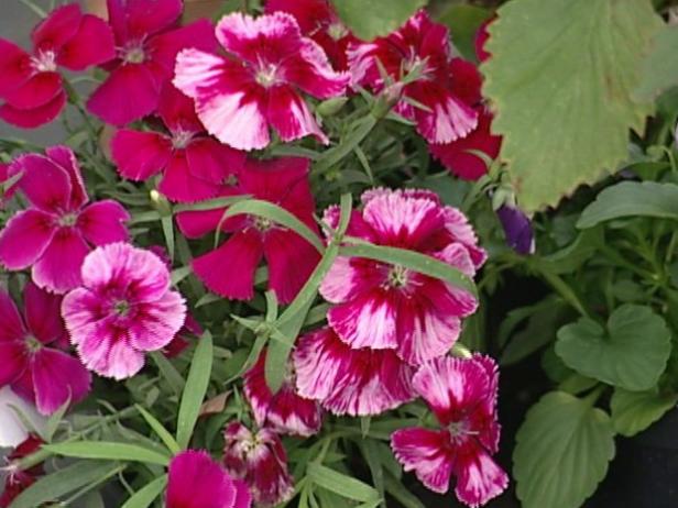dianthus is trailing evergreen perennial dianthus is trailing evergreen perennial