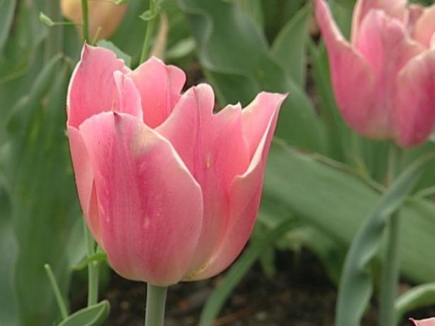 apricot beauty tulip is annual or perennial bulb apricot beauty tulip is annual or perennial bulb
