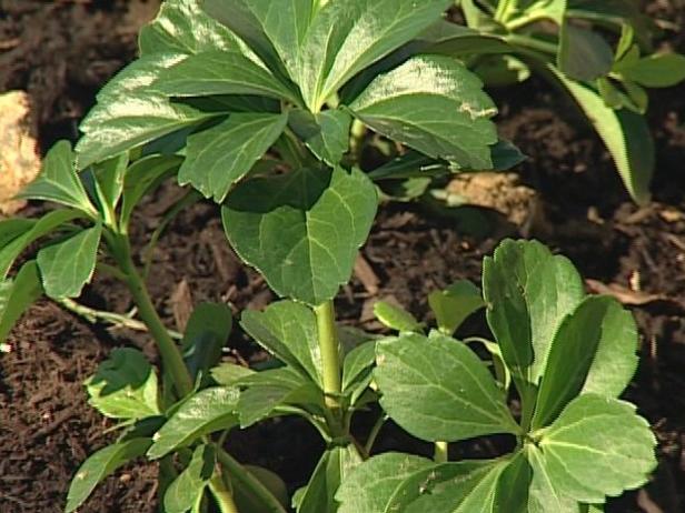japanese pachysandra is spreading groundcover japanese pachysandra is spreading groundcover