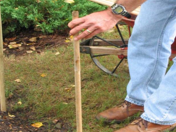 bamboo stakes pushed into ground bamboo stakes pushed into ground