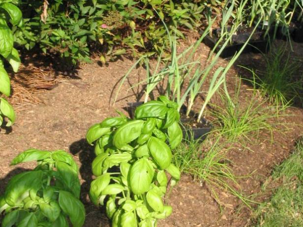 herbs make good plants to use in borders herbs make good plants to use in borders