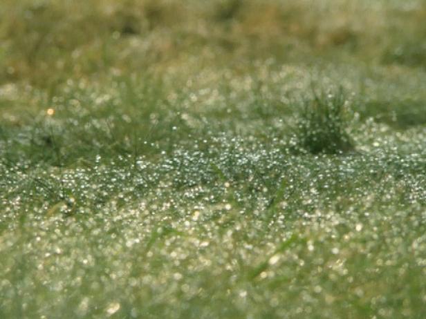 practical reasons for watering in morning practical reasons for watering in morning