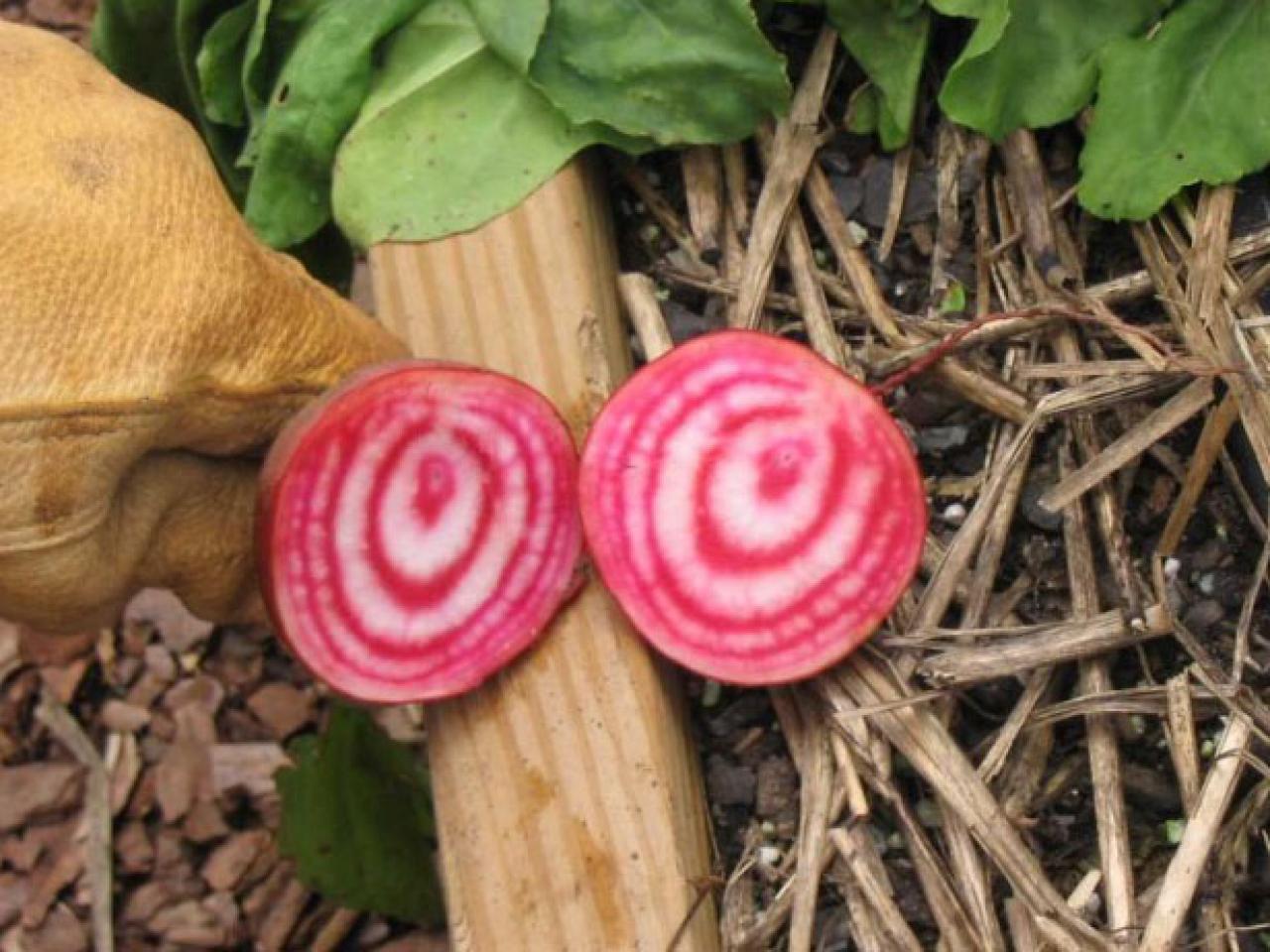 How to Grow Beets howtos DIY