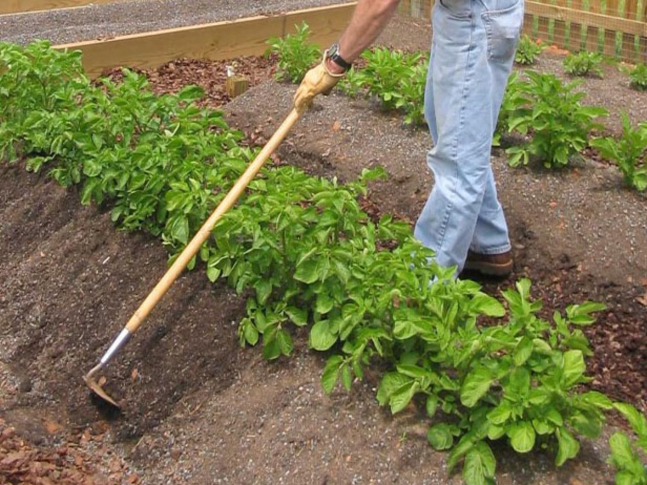 potatoes grow outdoors planting hill diy
